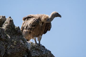 Powerful Griffon Vulture Standing Majestically on a Rock Outcrop Against the Sky
