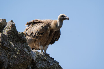 Massive Griffon Vulture Standing Dominant on a Rocky Peak Against a Blue Sky