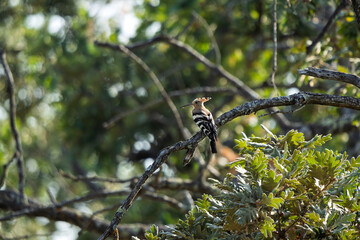Eurasian Hoopoe Perched on a Lichen Branch Against a Deep Green Backgroundv