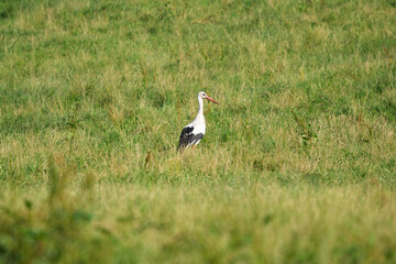 Wild White Stork Standing Tall in a Lush Green Meadow