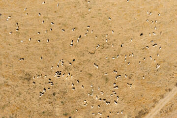 Aerial drone view of sheep grazing on the lush meadows of Piano Battaglia, a scenic Sicilian in the Madonie Mountains, surrounded by rolling hills and natural landscapes, Sicily, Italy
