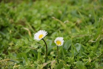 Spring is the rebirth of life. The first spring flowers