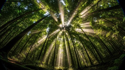 A low-angle, wide-lens view of sunbeams streaming through a lush green forest canopy.