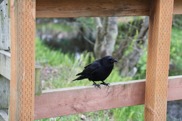 Cuite crow