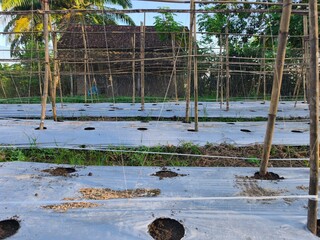 Barisan mulsa modern dan tiang bambu tradisional membentuk tempat tanam timun ini. Perpaduan unik antara moderen dan tradisional siap untuk budidaya.