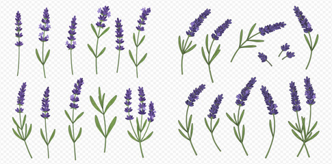 A collection of detailed watercolor illustrations of lavender flowers and green leaves on a transparent background.