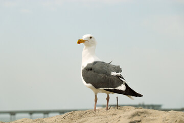 Seagull by the Pier