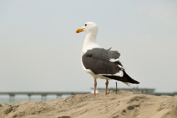 Seagull by the Pier