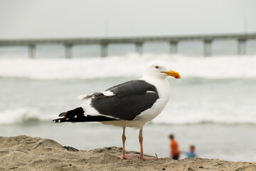 Seagull by the Pier