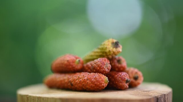 Fresh piper longum fruits on natural background.
