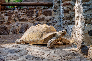 African spurred tortoise (Centrochelys sulcata)