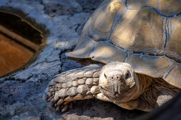 African spurred tortoise (Centrochelys sulcata)