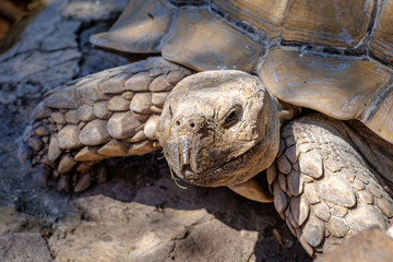 African spurred tortoise (Centrochelys sulcata)