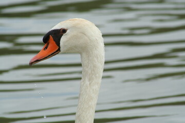 white swan on the water