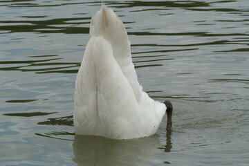 white swan on the water