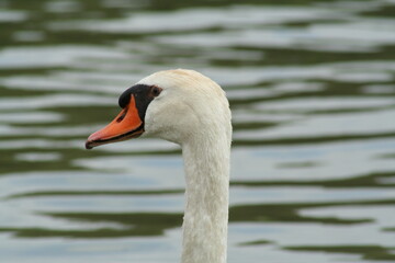 Obraz premium mute swan cygnus olor