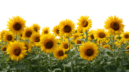 Vibrant field of blooming sunflowers reaching towards the sun, a symbol of summer joy and natural beauty.