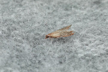 Common clothes moth (Tineola bisselliella) on light grey knitted fabric, closeup