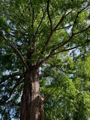 Obraz premium Beautiful tree with green leaves growing under blue sky, bottom view