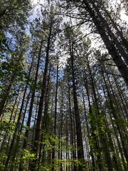 Fototapeta premium forest in the morning