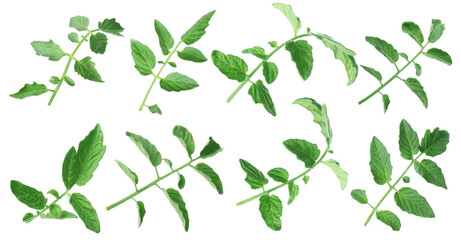 Tomato plant branches with green leaves isolated on white, set