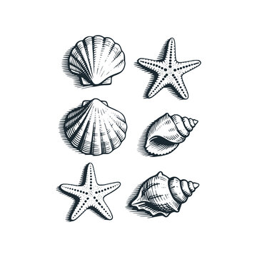 Sea shells and starfish set. Black and White Icon Vector and Illustration