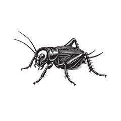 Vector detailed depiction of a cricket, drawn in monochrome black and white tones with clean black outline highlighting its legs, wings, and antennae.