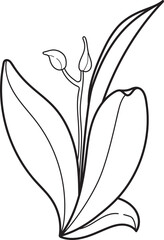 Botanical line art of a plant with broad leaves and flower buds. Simple black and white outline illustration for coloring book.