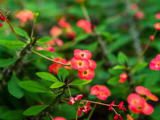 可憐に咲くハナキリン
