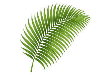 Obraz premium Green palm frond element, tropical plant leaf, botanical nature decor on transparent background