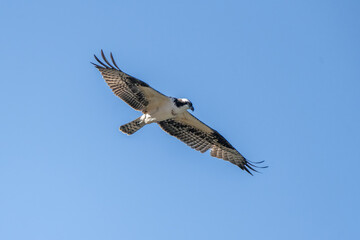 Wings are straight out on this osprey bird soaring in flight against the blue sky