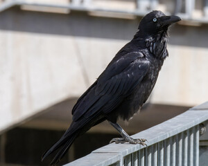 Glossy black Australian Raven