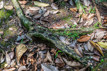 Roots and Dry Leaves on Forest Soil