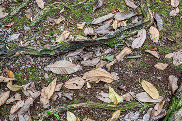 Dry Leaves and Roots on Damp Forest Soil