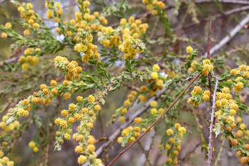 yellow spring flowers in australian bushland