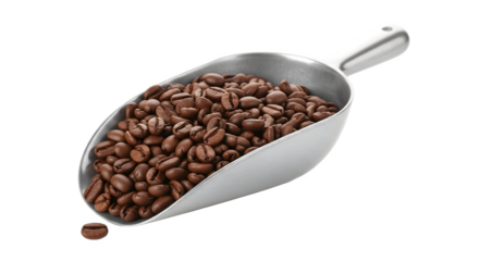 Coffee beans scoop full of roasted coffee beans ready to brew.