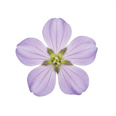 Obraz premium Delicate purple flower with five petals against a white background.
