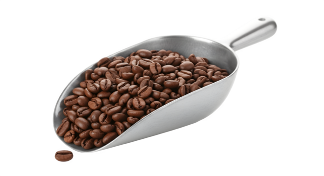 Coffee beans scoop full of roasted coffee beans ready to brew.