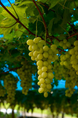 bunches of green grape in vineyard ready to be harvested in blue background.