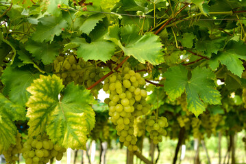 bunches of green grape in vineyard ready to be harvested.