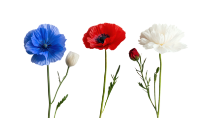 Three colorful flowers blue red and white isolated on transparent background