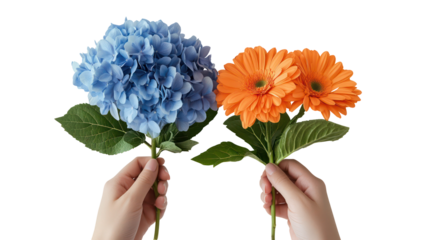 Two hands holding a blue hydrangea and orange gerbera flowers isolated on transparent background