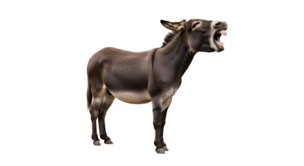 Donkey braying loudly with mouth wide open against white background.