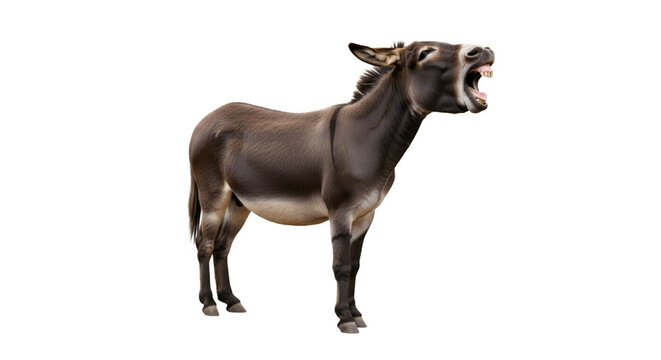 Donkey braying loudly with mouth wide open against white background.