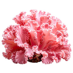A close-up of a vibrant, ruffled, pink flowering plant isolated against a black background