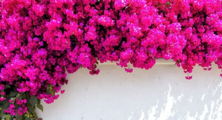 Vibrant Fuchsia Bougainvillea Flowers Cascading Over a White Wall.
