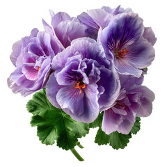 Top View Bouquet of Purple Geraniums with Green Leaves on Transparent Background