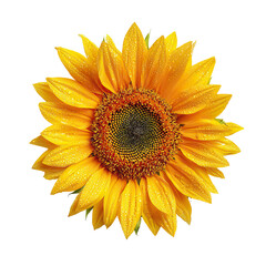 Top View of Single Sunflower Bloom with Detailed Yellow Petals on Transparent Background