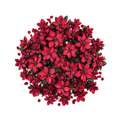 Top View Arrangement of Poinsettia Flowers in Perfect Circular Pattern on Transparent Background