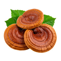 Stack of reddish-brown, shelf-like mushrooms with green leaves, isolated on black